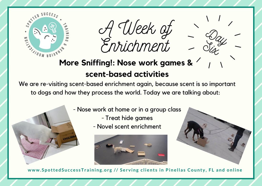 WEEK OF ENRICHMENT DAY 6: Nose work games & MORE scent based